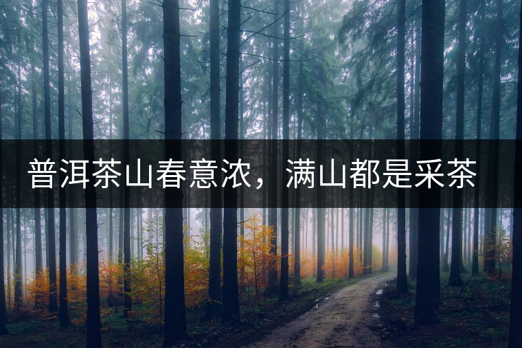 普洱茶山春意濃，滿山都是采茶人