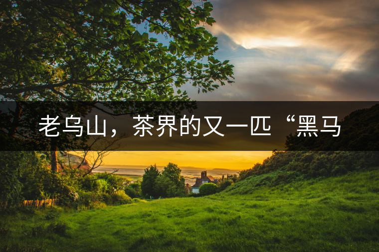 老烏山，茶界的又一匹“黑馬