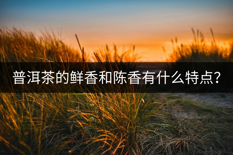 普洱茶的鮮香和陳香有什么特點？
