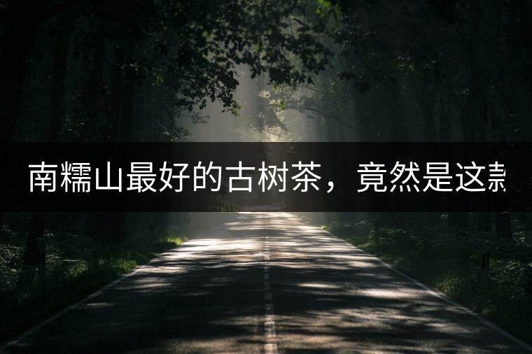 南糯山最好的古樹(shù)茶，竟然是這款！