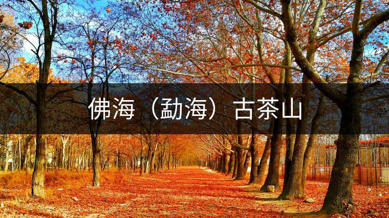 佛海（勐海）古茶山