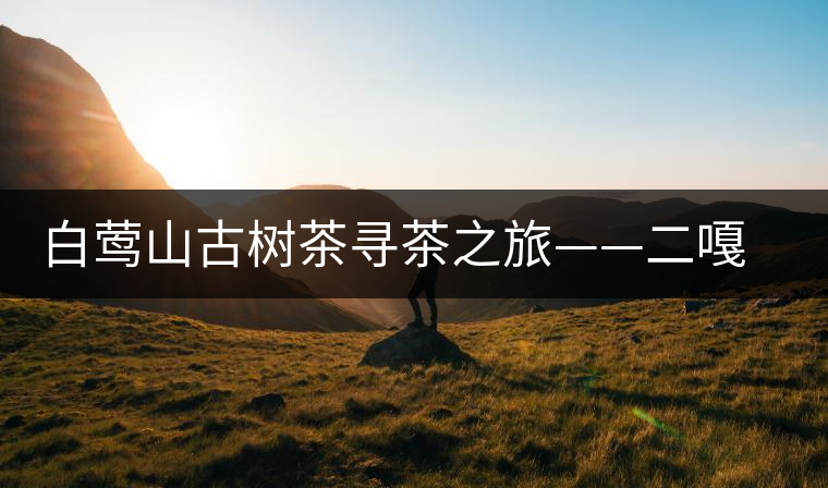 白鶯山古樹(shù)茶尋茶之旅——二嘎子茶王樹(shù)
