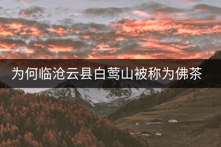 為何臨滄云縣白鶯山被稱為佛茶圣地？