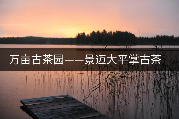 萬畝古茶園——景邁大平掌古茶園 萬畝古茶園——景邁大平掌古茶園