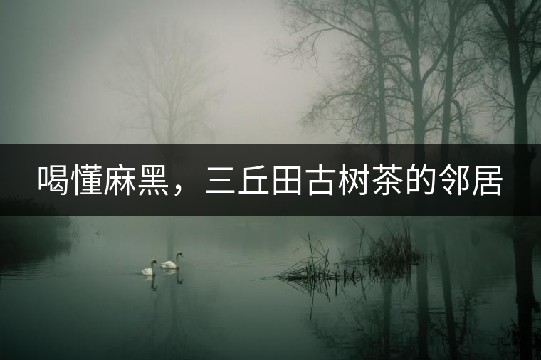 喝懂麻黑，三丘田古樹茶的鄰居