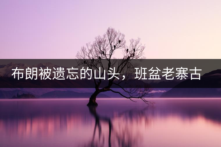 布朗被遺忘的山頭，班盆老寨古茶園介紹