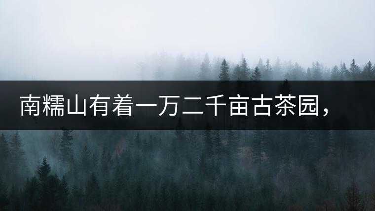 南糯山有著一萬(wàn)二千畝古茶園，還有一棵枯死八百年樹(shù)齡的茶王樹(shù)