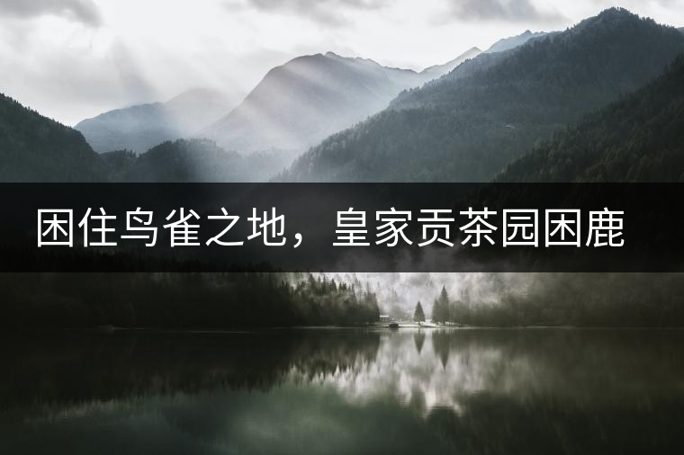 困住鳥雀之地，皇家貢茶園困鹿山古樹茶