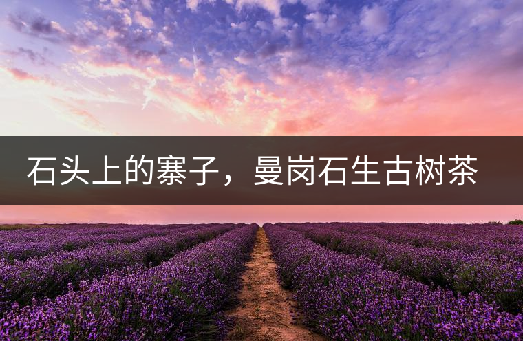 石頭上的寨子，曼崗石生古樹(shù)茶特點(diǎn)介紹