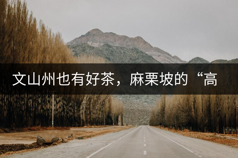 文山州也有好茶，麻栗坡的“高朋”古樹茶