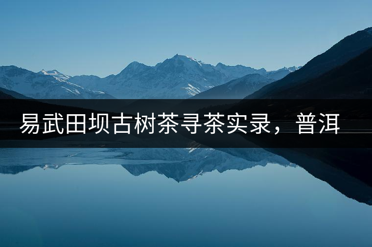 易武田壩古樹(shù)茶尋茶實(shí)錄，普洱茶的密碼