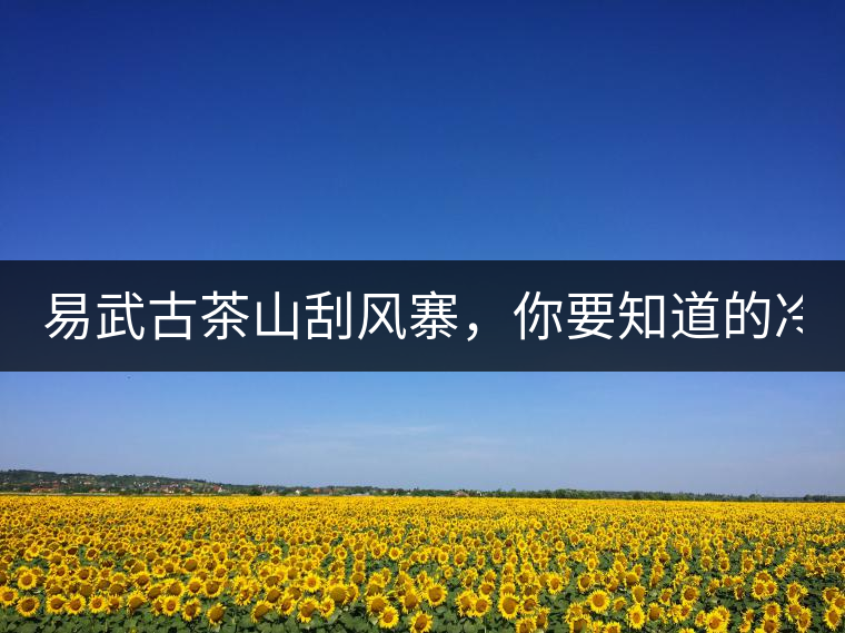 易武古茶山刮風(fēng)寨，你要知道的冷知識(shí)！