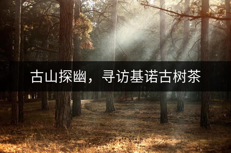 古山探幽，尋訪基諾古樹茶