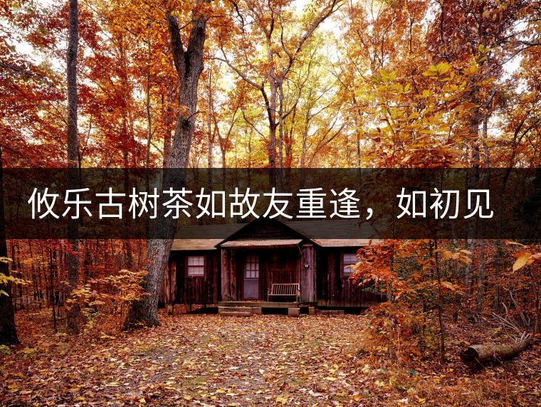 攸樂古樹茶如故友重逢，如初見傾心