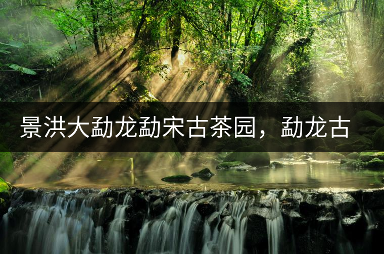 景洪大勐龍勐宋古茶園，勐龍古樹茶分布