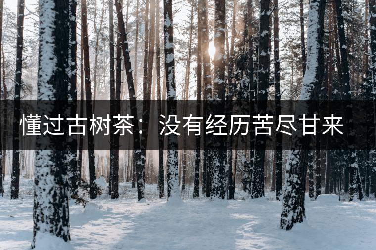 懂過古樹茶：沒有經(jīng)歷苦盡甘來的人，不足以談懂過