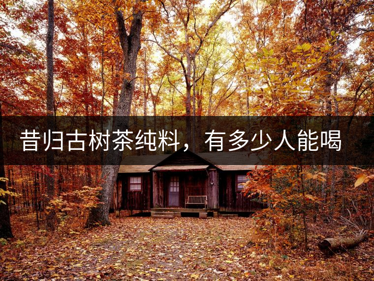 昔歸古樹茶純料，有多少人能喝到真品