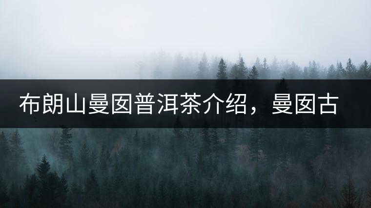 布朗山曼囡普洱茶介紹，曼囡古樹茶口感特點(diǎn)