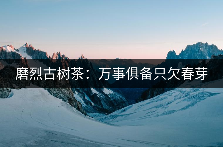 磨烈古樹茶：萬(wàn)事俱備只欠春芽