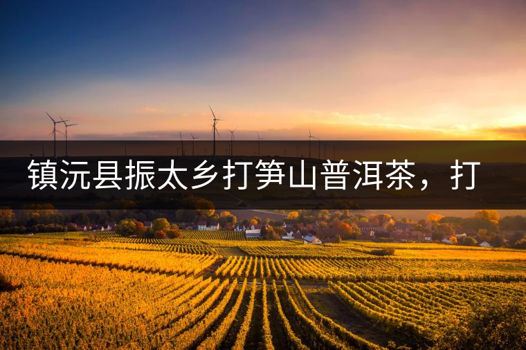 鎮(zhèn)沅縣振太鄉(xiāng)打筍山普洱茶，打筍山古樹茶口感特點