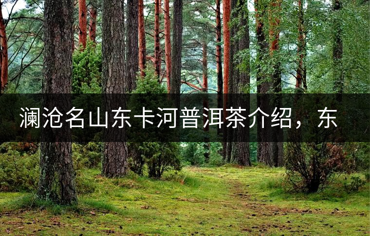 瀾滄名山東卡河普洱茶介紹，東卡河古樹茶口感特點