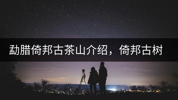 勐臘倚邦古茶山介紹，倚邦古樹茶口感特點(diǎn)