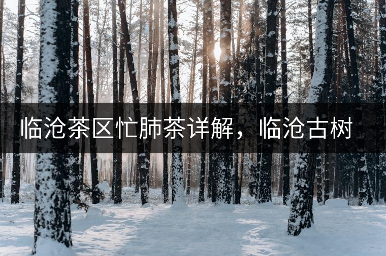 臨滄茶區(qū)忙肺茶詳解，臨滄古樹茶口感特點