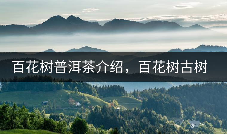 百花樹(shù)普洱茶介紹，百花樹(shù)古樹(shù)茶口感特點(diǎn)