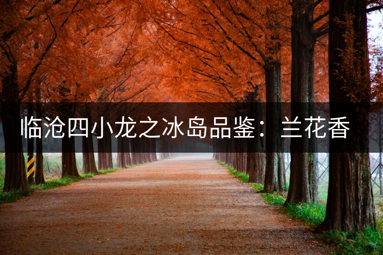 臨滄四小龍之冰島品鑒：蘭花香，冰糖甜