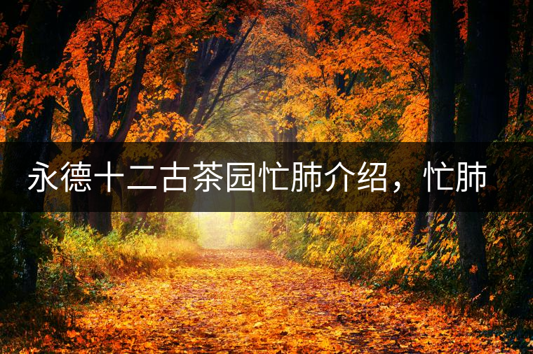 永德十二古茶園忙肺介紹，忙肺茶特點(diǎn)