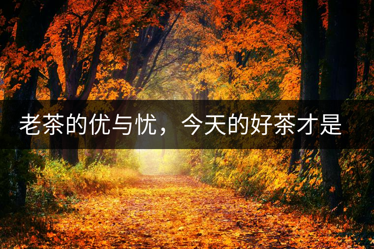 老茶的優(yōu)與憂，今天的好茶才是將來真正的老茶