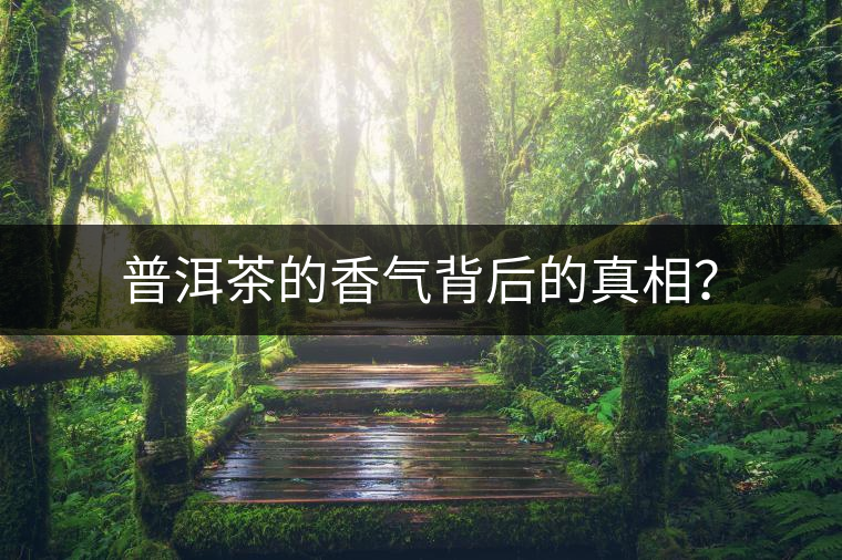 普洱茶的香氣背后的真相？