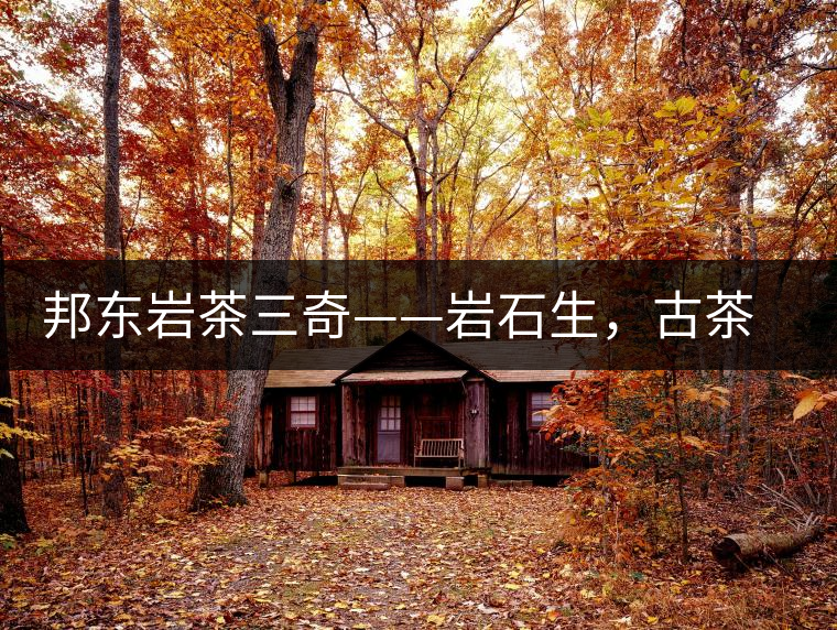 邦東巖茶三奇——巖石生，古茶韻，原野香