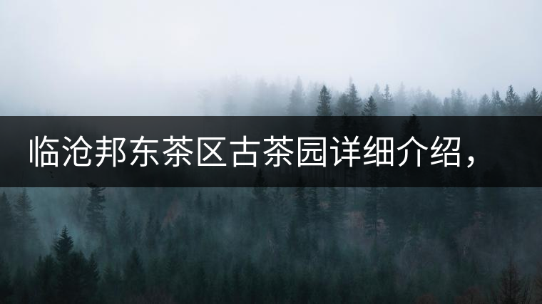臨滄邦東茶區(qū)古茶園詳細(xì)介紹，邦東古樹茶特點