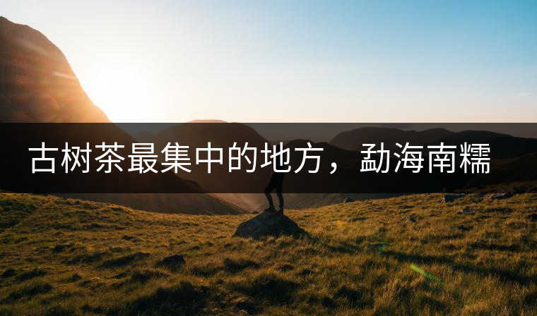 古樹(shù)茶最集中的地方，勐海南糯山古茶山介紹