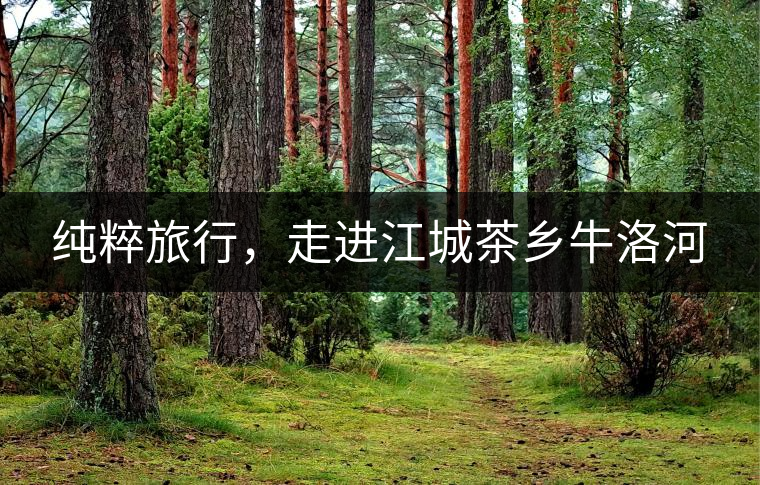 純粹旅行，走進江城茶鄉(xiāng)牛洛河