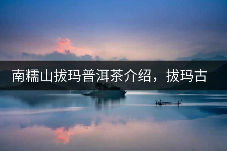 南糯山拔瑪普洱茶介紹，拔瑪古樹茶口感特點(diǎn)