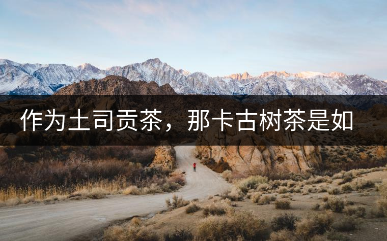 作為土司貢茶，那卡古樹茶是如何在眾多茶中脫穎而出的