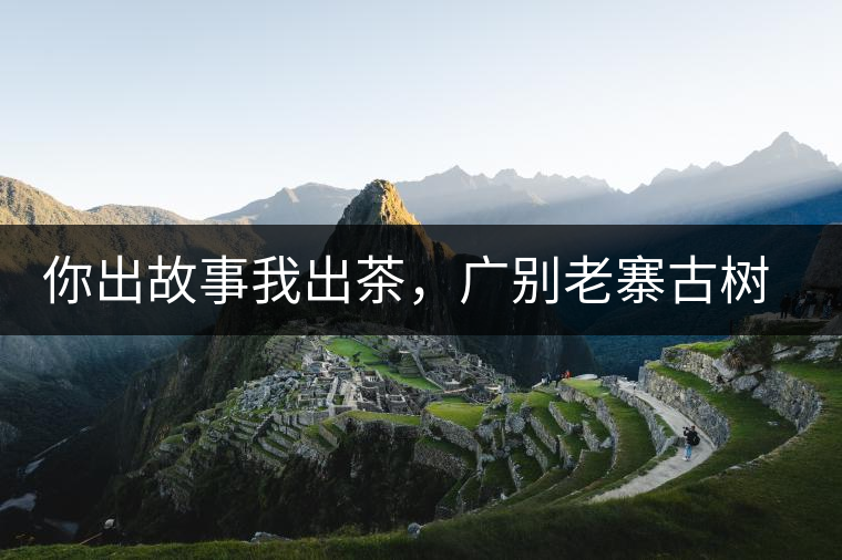 你出故事我出茶，廣別老寨古樹妖茶