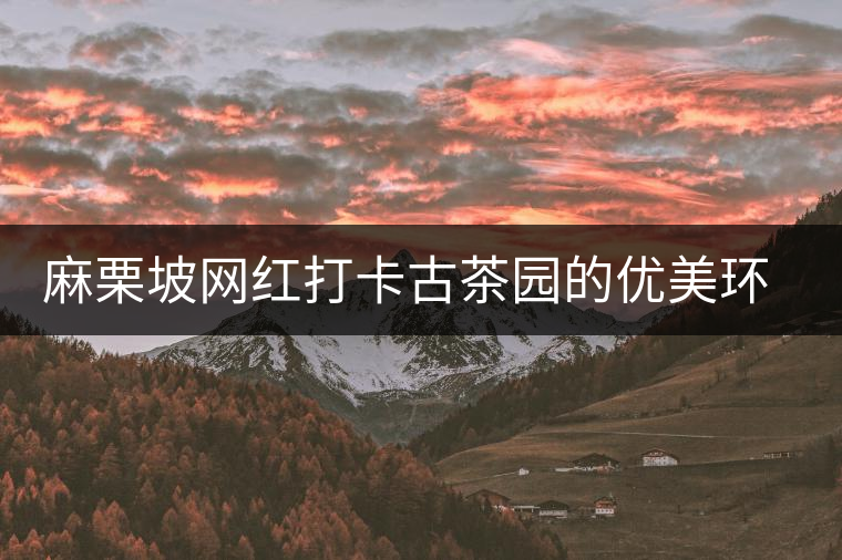 麻栗坡網(wǎng)紅打卡古茶園的優(yōu)美環(huán)境