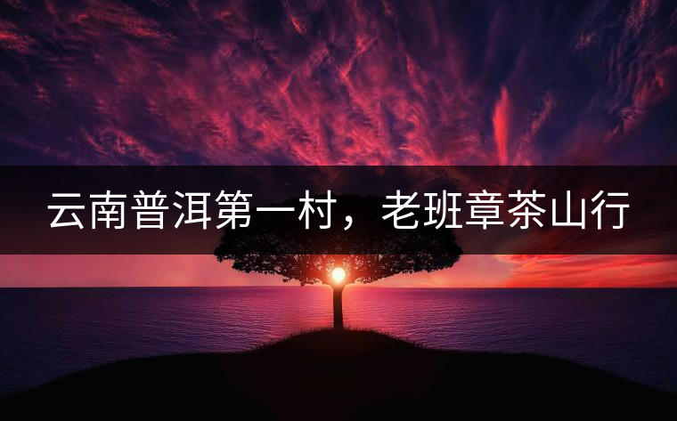 云南普洱第一村，老班章茶山行
