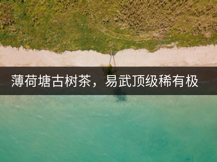 薄荷塘古樹茶，易武頂級稀有極品