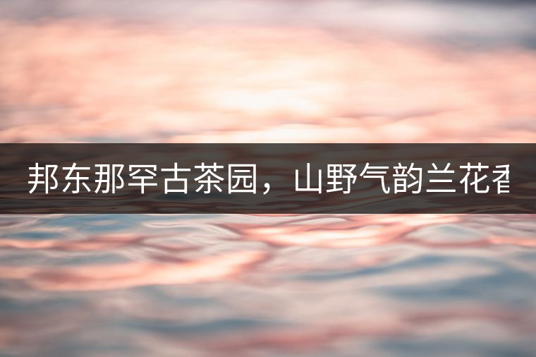 邦東那罕古茶園，山野氣韻蘭花香！