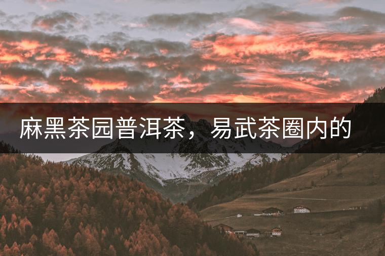 麻黑茶園普洱茶，易武茶圈內(nèi)的翹楚