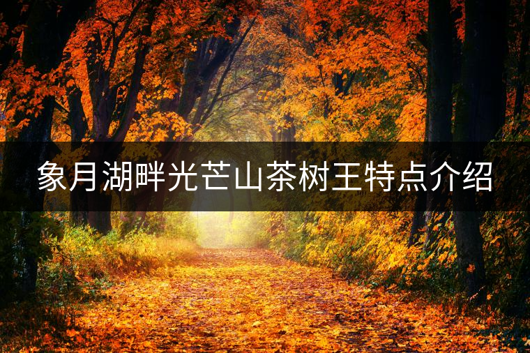 象月湖畔光芒山茶樹(shù)王特點(diǎn)介紹 象月湖畔光芒山茶樹(shù)王特點(diǎn)介紹