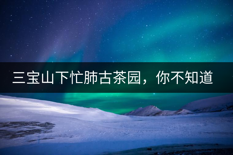 三寶山下忙肺古茶園，你不知道的古樹茶傳說