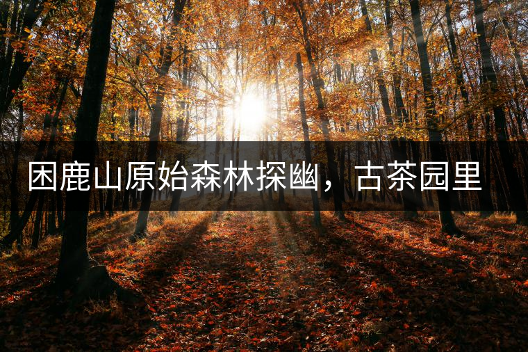 困鹿山原始森林探幽，古茶園里的優(yōu)美景色