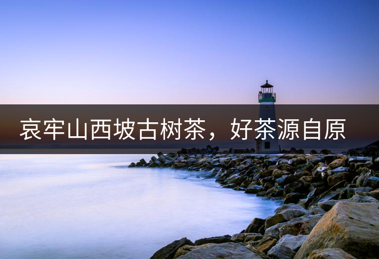 哀牢山西坡古樹茶，好茶源自原生態(tài)高山