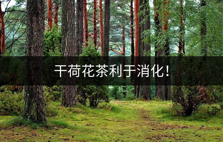 干荷花茶利于消化！