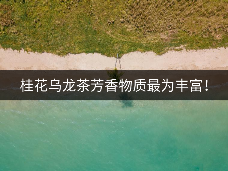 桂花烏龍茶芳香物質(zhì)最為豐富！